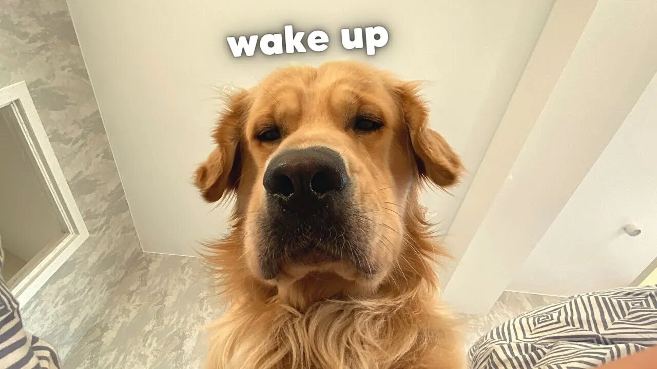 What Waking Up To My Golden Retriever Looks Like!