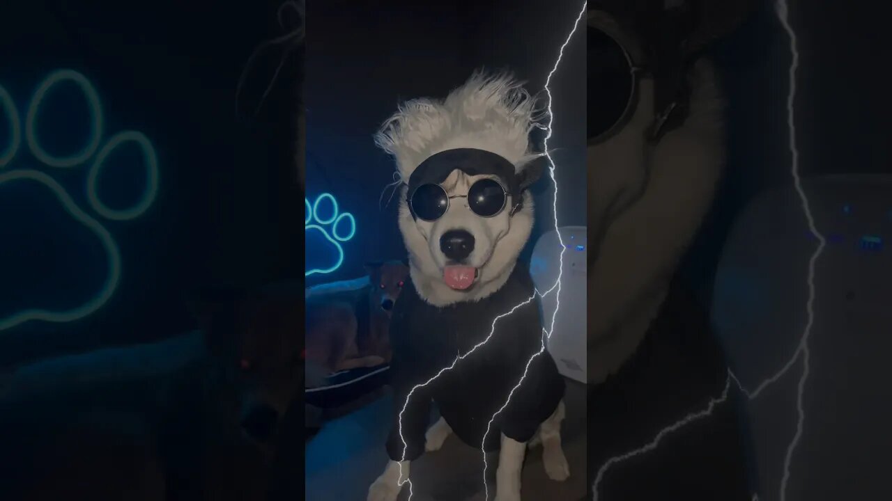 Husky dresses as Gojo for Halloween 🎃 👻 #dogs #husky #anime #dogcostumes #funnyhusky #halloween