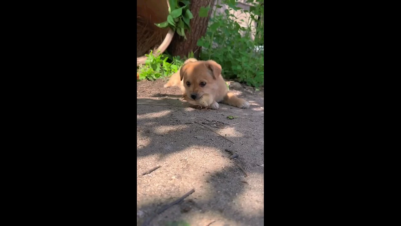 the_Sensible_Dog__Returns the _chick_to_its_ mother_😱🤔
