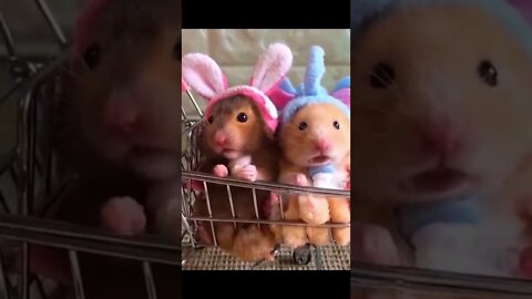 Own! Cute Cats, Dogs and Pets! 🥰😍😘 #Short