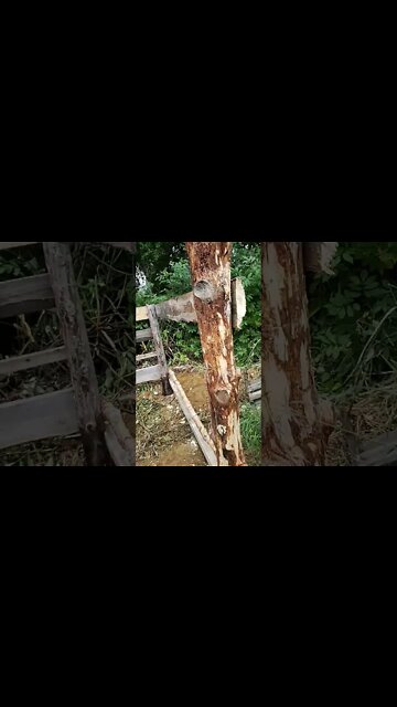 Damned Auld Goat Pen