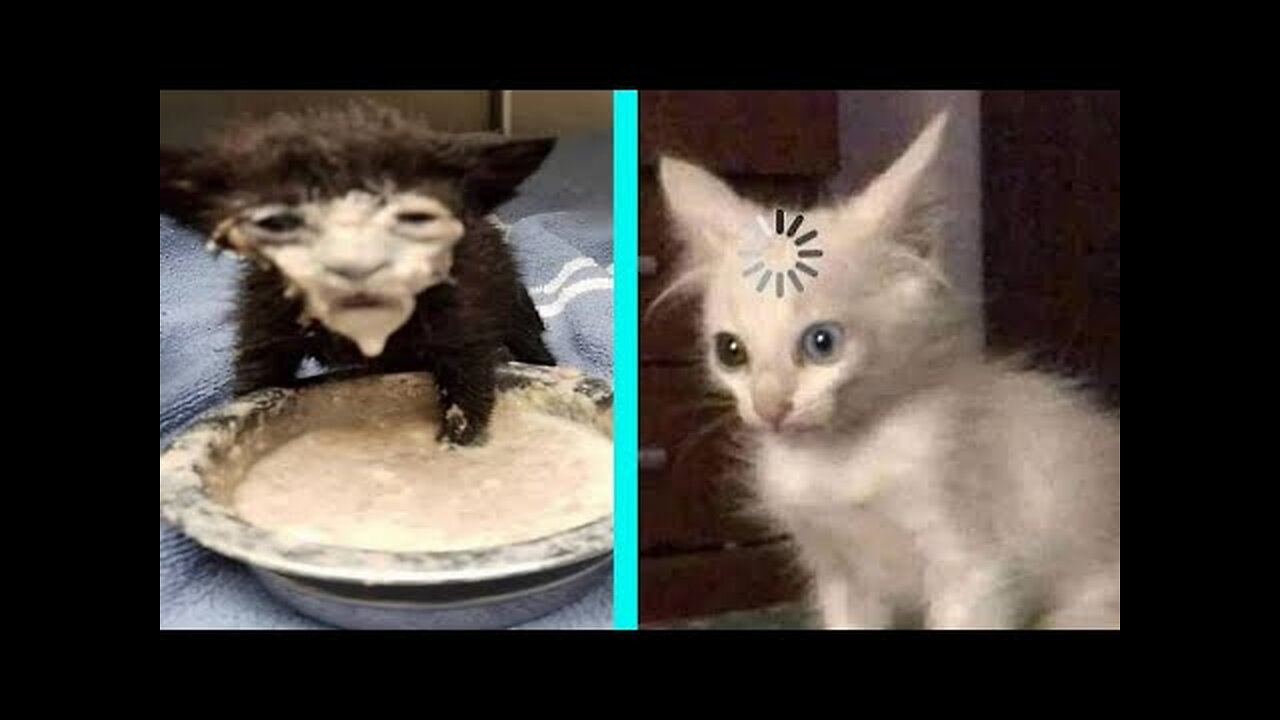 BEST DANK CAT MEMES COMPILATION OF 2020