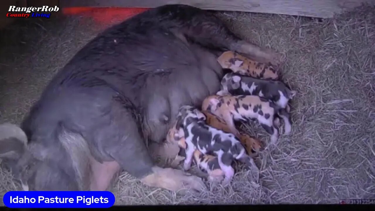 LIVE Piglet WebCam = Idaho Pasture Pigs, 24 Hours Old