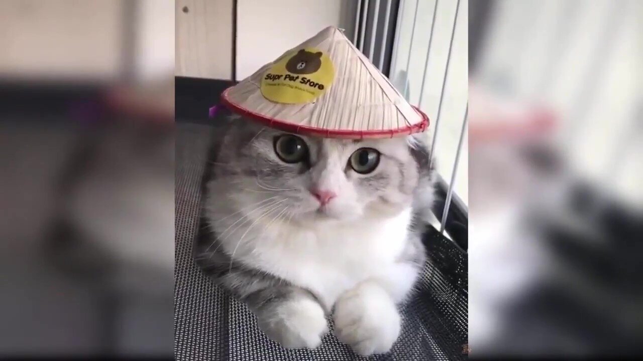 Funny Cats 😂😹 make us laugh all the time 🥰