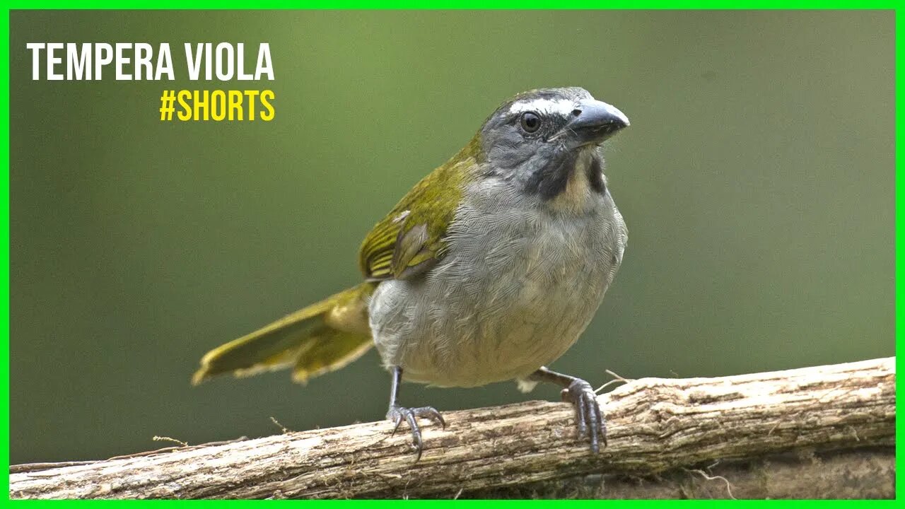 O Canto do TEMPERA VIOLA [Saltator maximus] #shorts