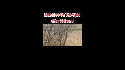 Lion Dies On The Spot After Seizure!