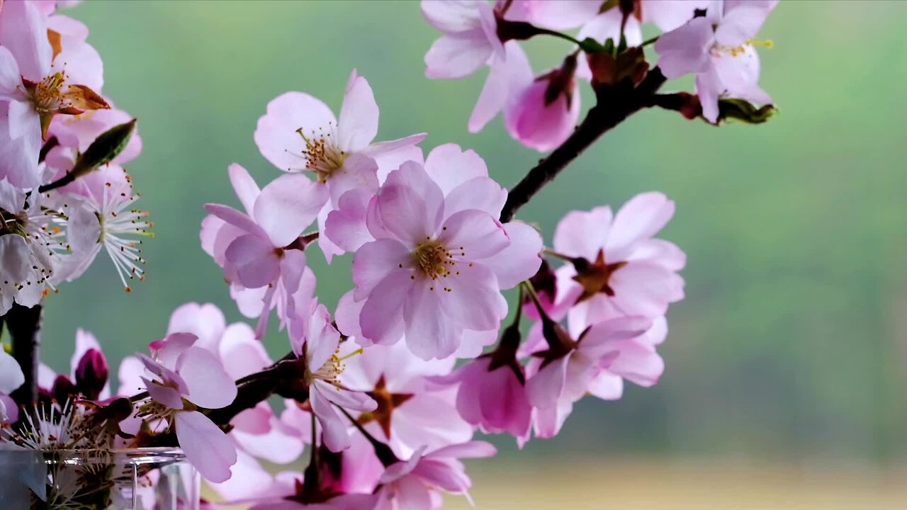 Beautiful Flowers vibing in the wind code