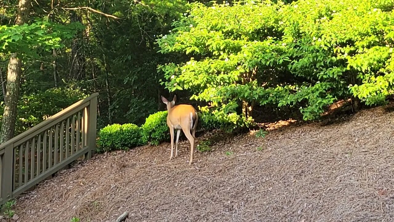 Big Canoe Deer - 06/16/22