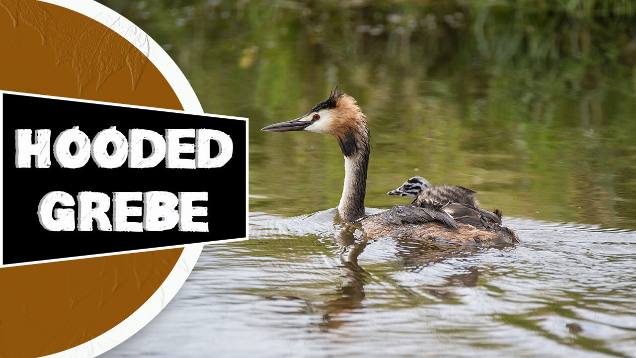 Hooded Grebe - 🦆 One Of The Worst Animal Mothers In The Wild | World Animals Hub In 1 Minute!