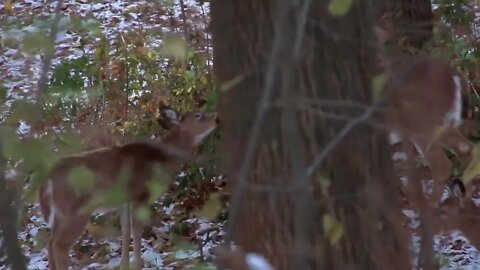 Beachfront B Roll Doe and Fawns Free to Use HD Stock Video Footage