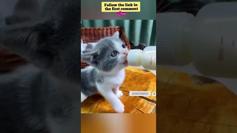 cute cat videos 😹 funny videos 😂 669 😻 #shorts #shortsfunny #cutecat #catvideos #catsfood #catscare