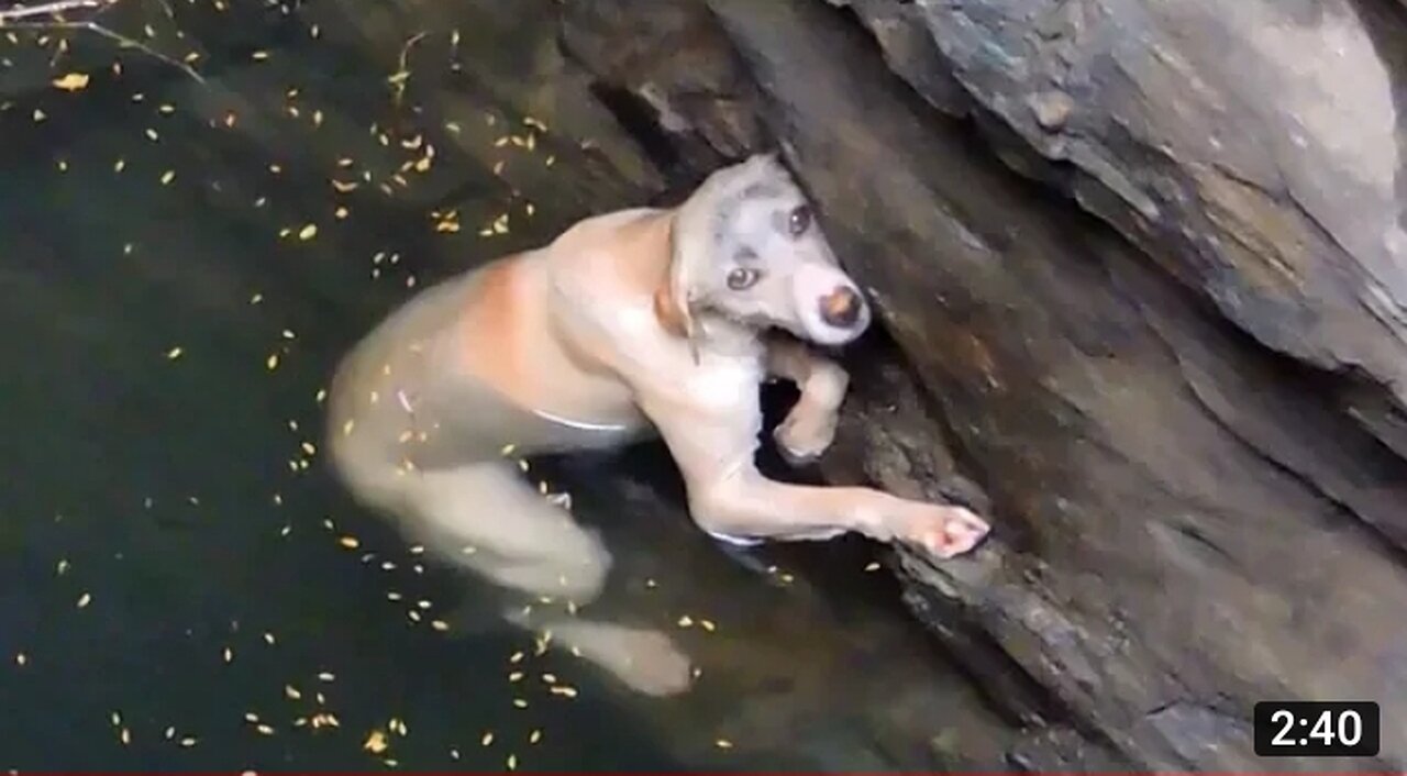 A drowning dog's desperate wish comes true.