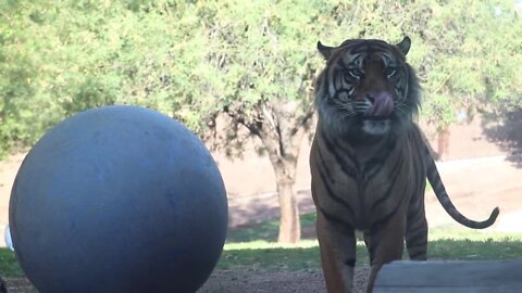 Raja's first day out at the Phoenix Zoo