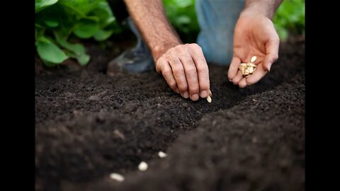 SEEDS, SEEDS & MORE SEEDS!! #prepare #gardening #garden #prepping #inflation