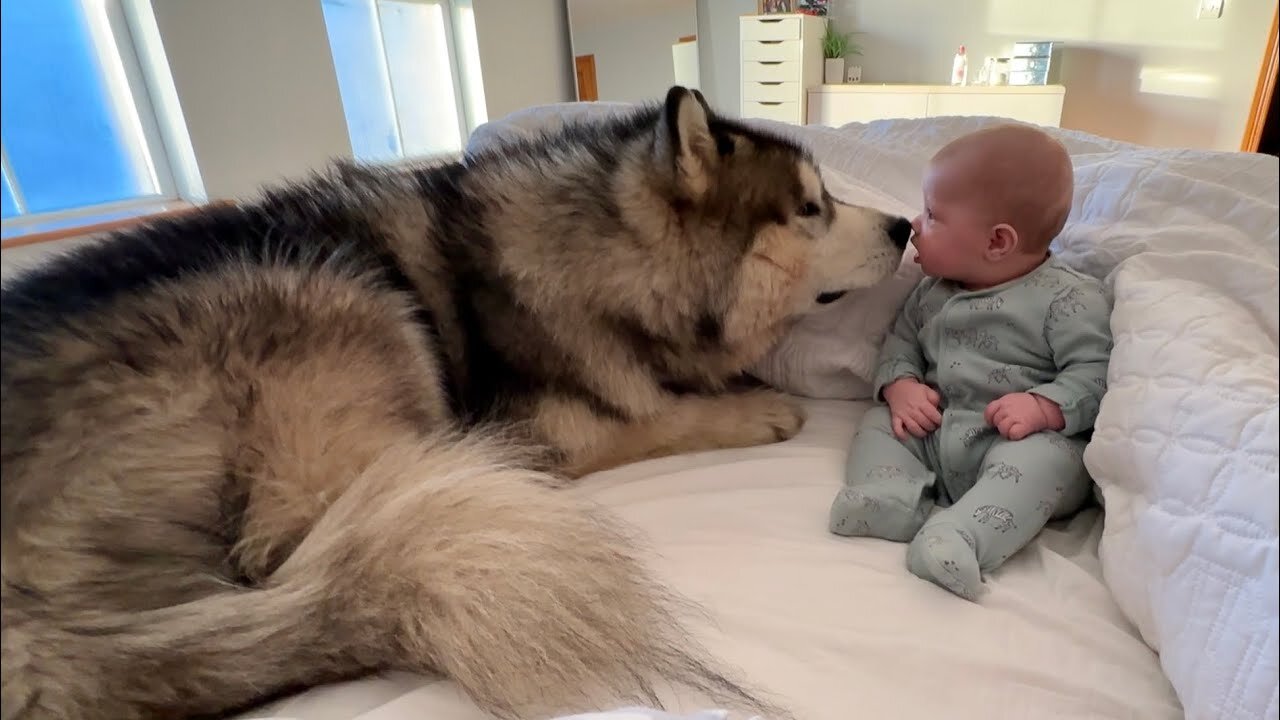 Giant Husky Knocks Baby Boy Over But Says Sorry! (Cutest Ever!!)