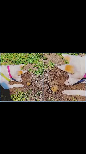 The puppy 🐭 playing with the mouse hiding in the ground