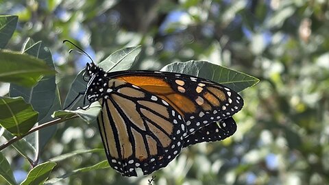 Monarch Butterfly January 27 2024