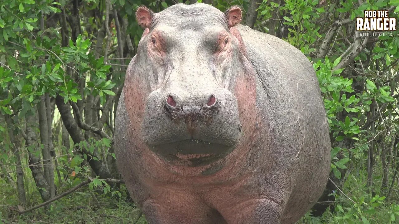 Hippos Out Of The Water In The Maasai Mara | Zebra Plains