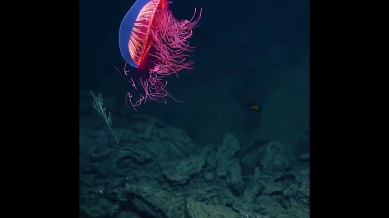 Halitrephes Jellyfish