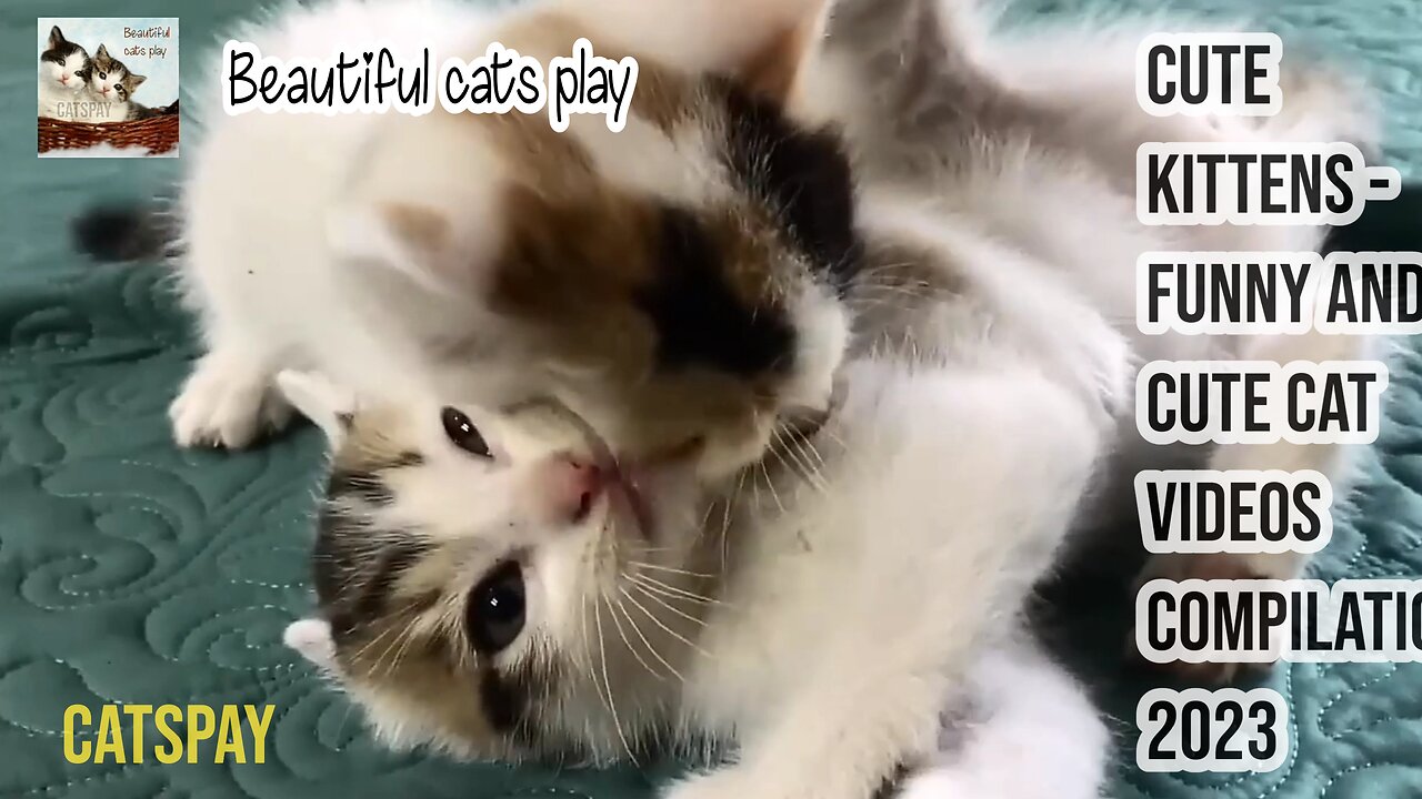 Cute Kittens - Funny and Cute Cat Videos Compilation 2023