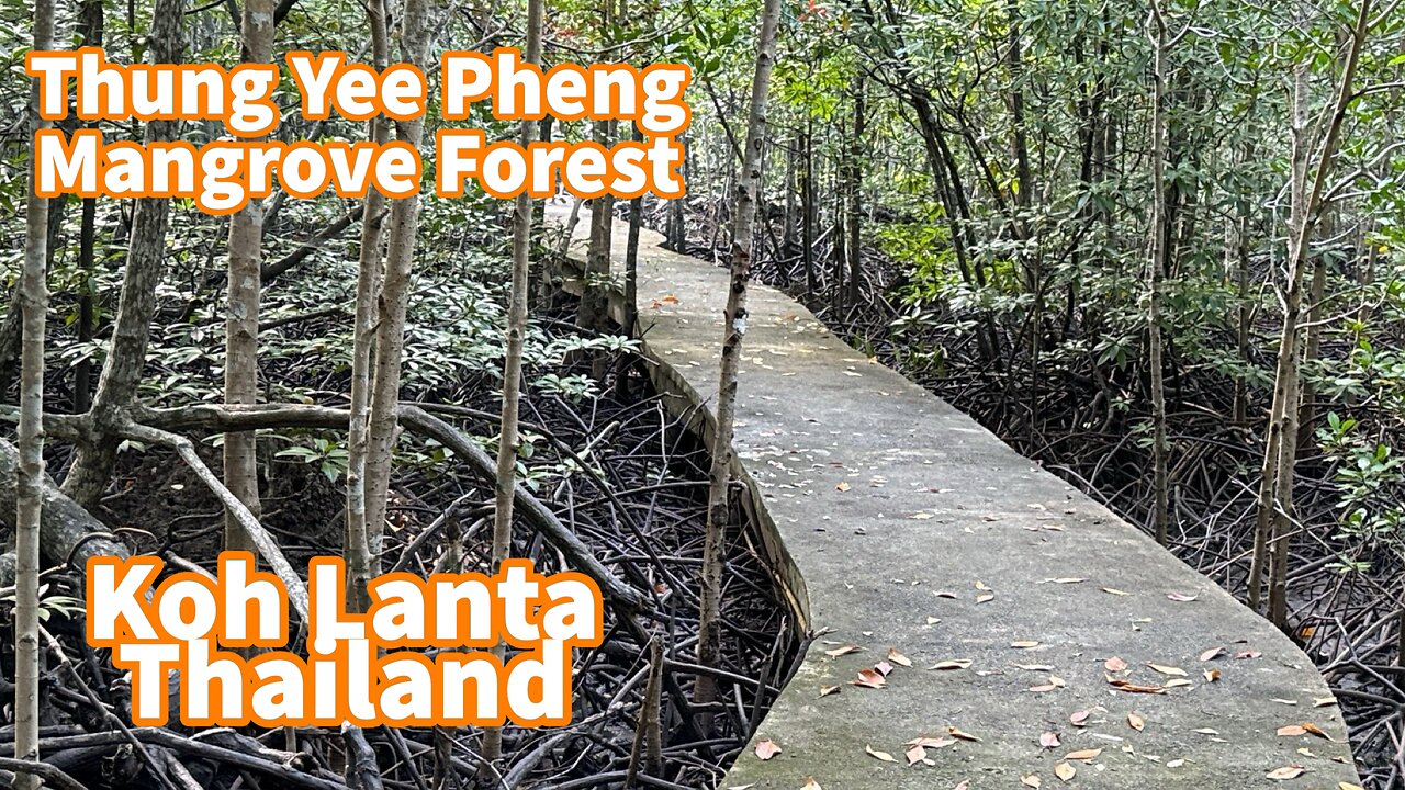 Koh Lanta - Thung Yee Pheng Mangrove Forest - Thailand 2024