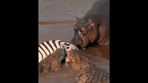 The hippo competes with the crocodiles for prey.