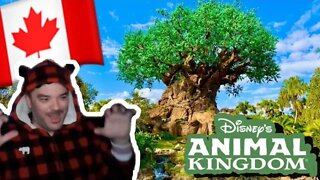 LIVE - Canadian Bear Visits Disney's Animal Kingdom