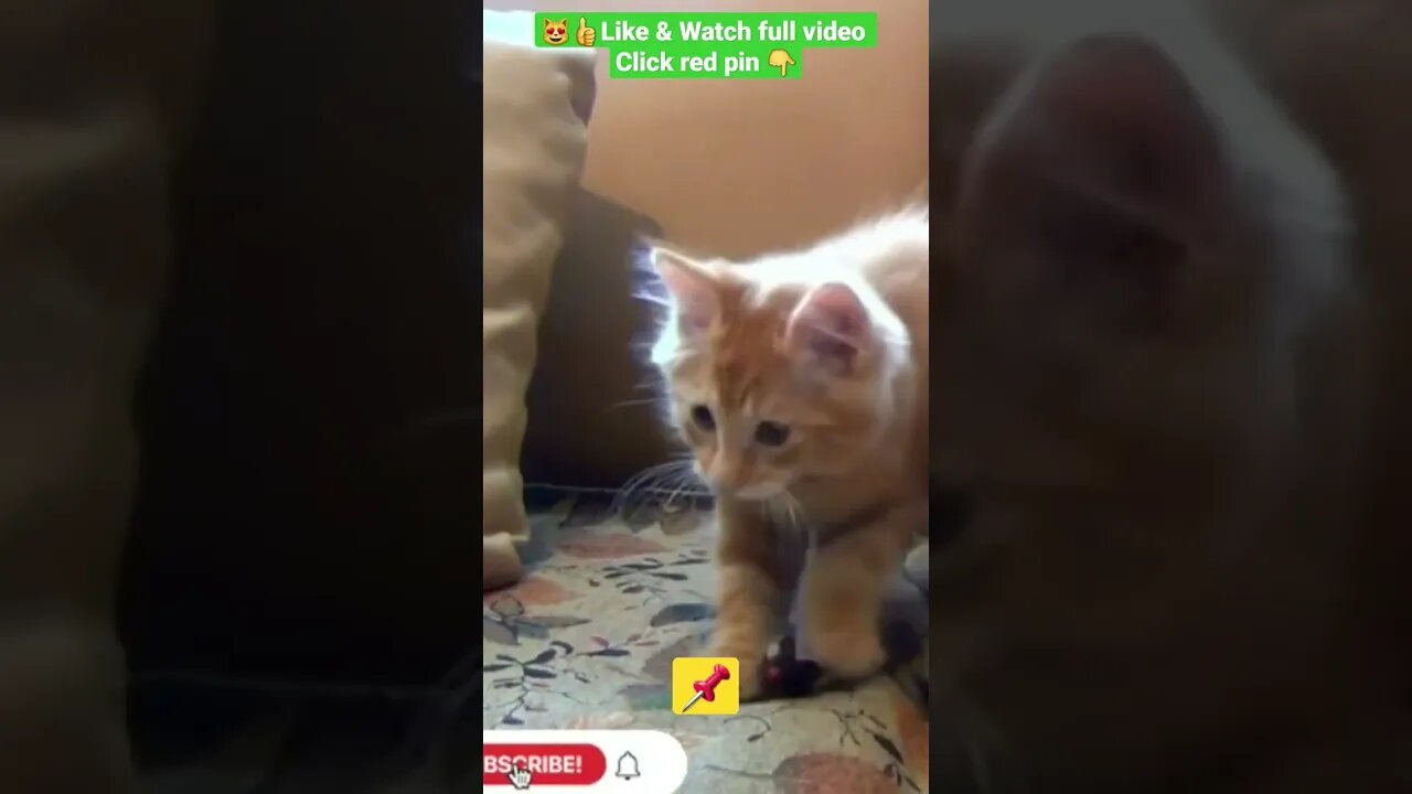 cute cat videos 😹funny videos 😂1311😻#shorts #catvideos #funnycatsvideos #cat #kity #funny_cat #fun