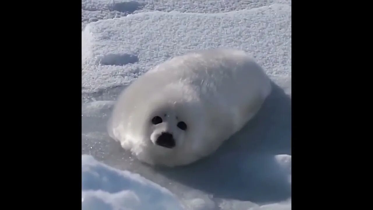 Baby sea pupper tries to roll over