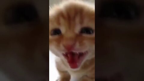 cute and funny cat 9 compilation I Meowing and talking I #shorts