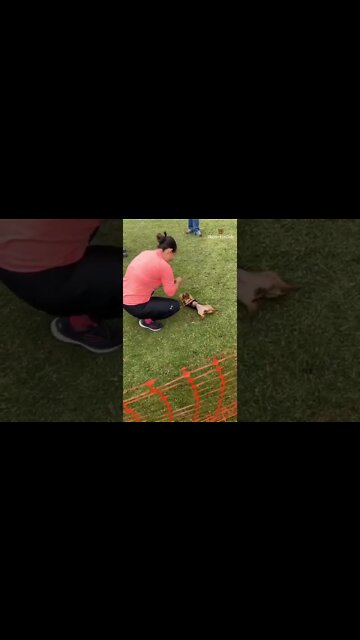 Cutest Yorkie Trick EVER 😇