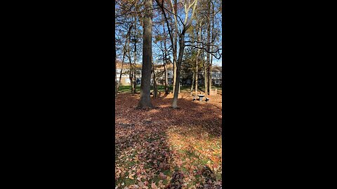 What a pretty Fall day 🍁🍃
