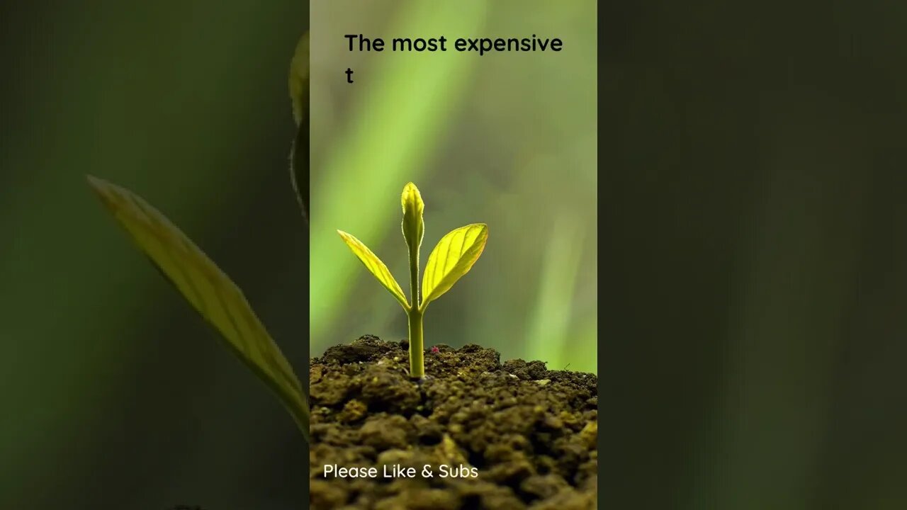 The Most Expensive Thing - TRUST