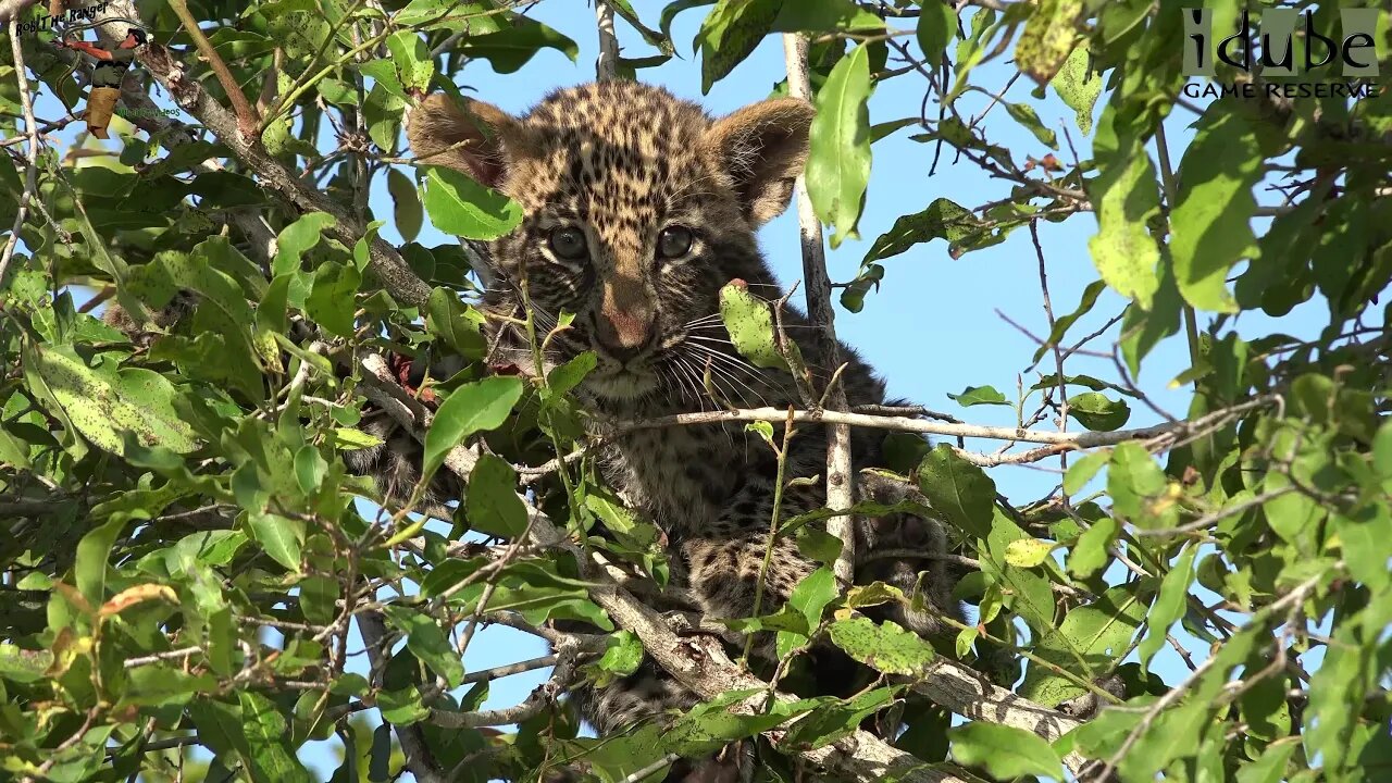 Hlab'nkunzi Female Leopard And Son