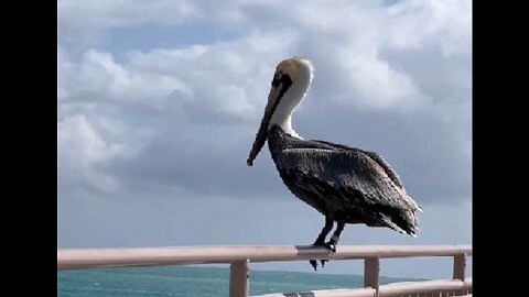 Sea Bird