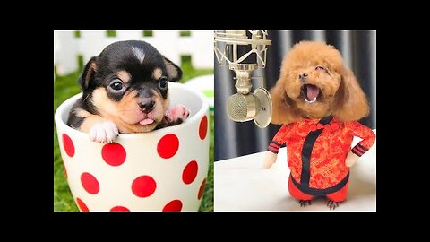 Baby Dogs - Cute and Funny Dog Videos Compilation