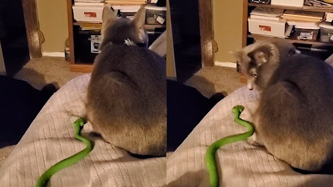 Cat gets scared by fake snake