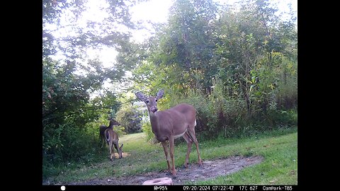 Deer 9-20-2024