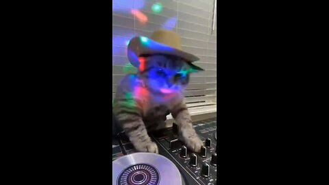 DJ Kitty Kat 😱🤣