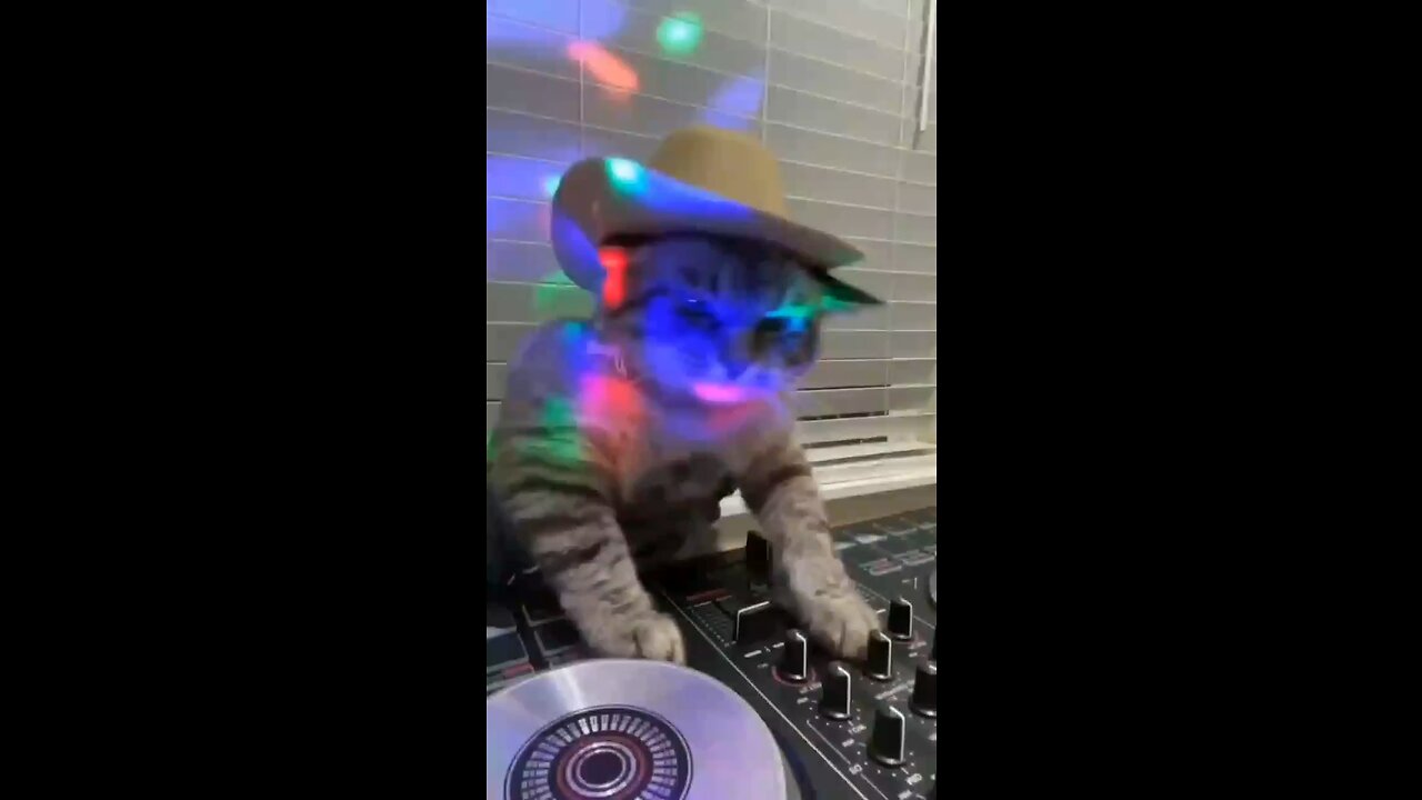 DJ Kitty Kat 😱🤣