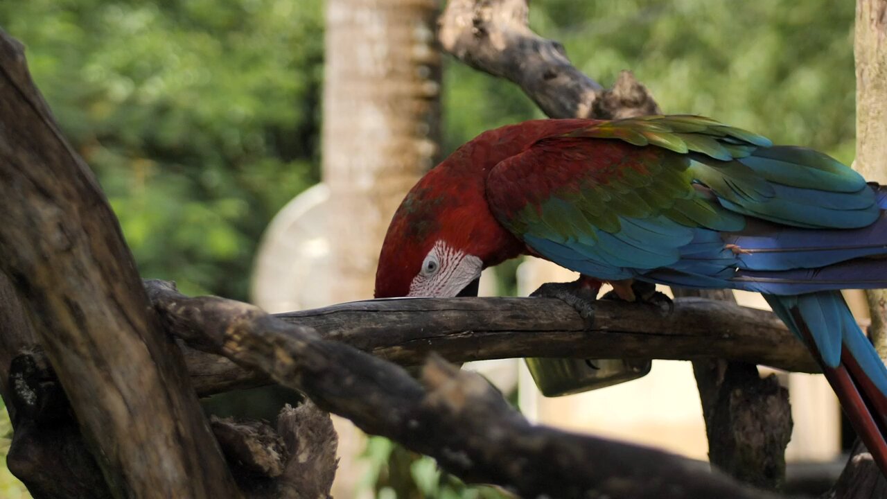 🦜🦜🦜