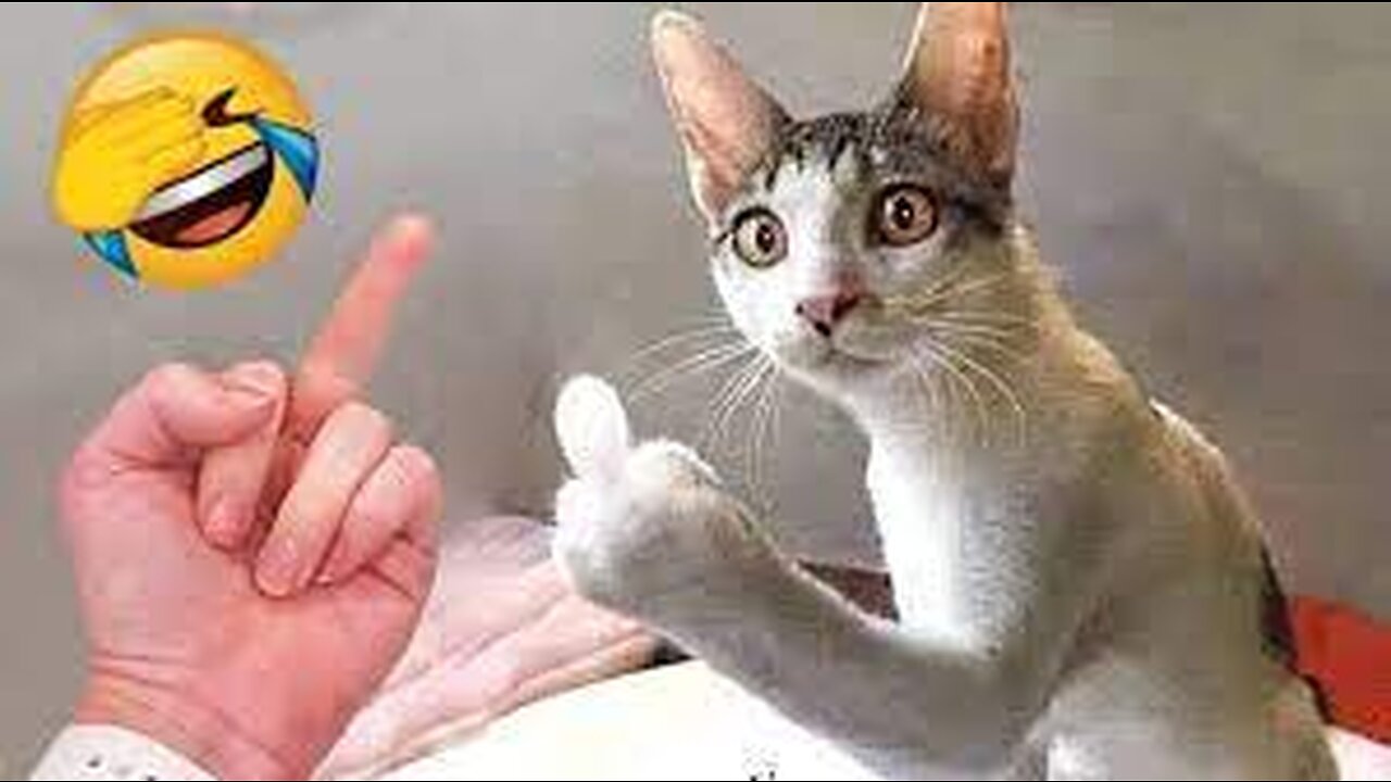 Funniest Animals 2023 π Funny Dogs and Cats Videos πΊπΆ Part 2