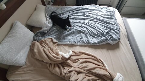 Dog with zoomies won't let owners make the bed