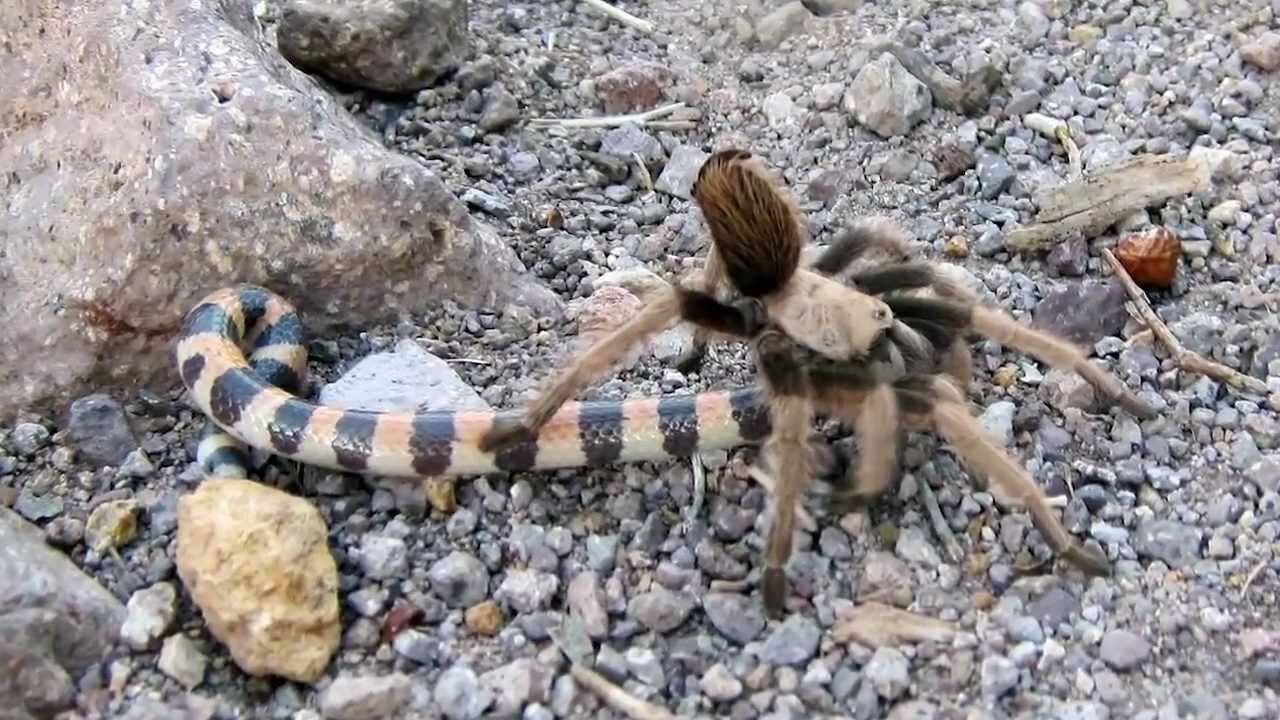 Tarantula captures snake on Siphon Draw Trail Arizona