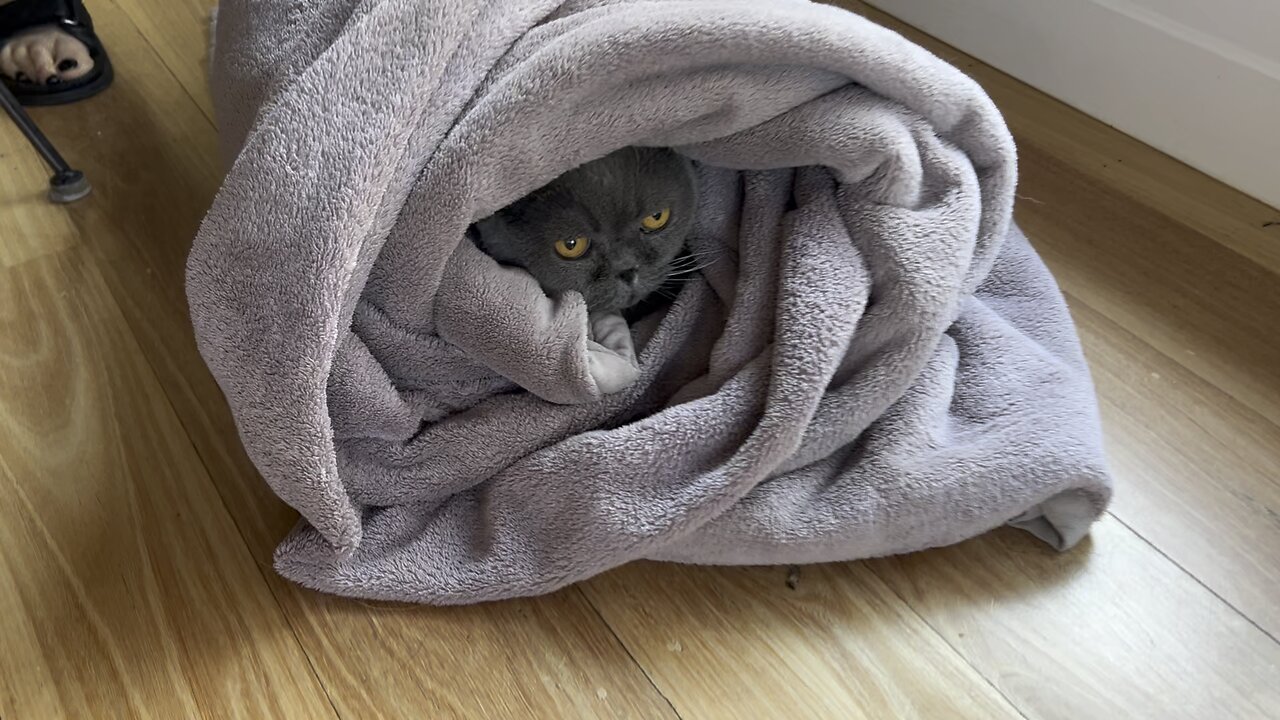 I am not a cat, I am a burrito