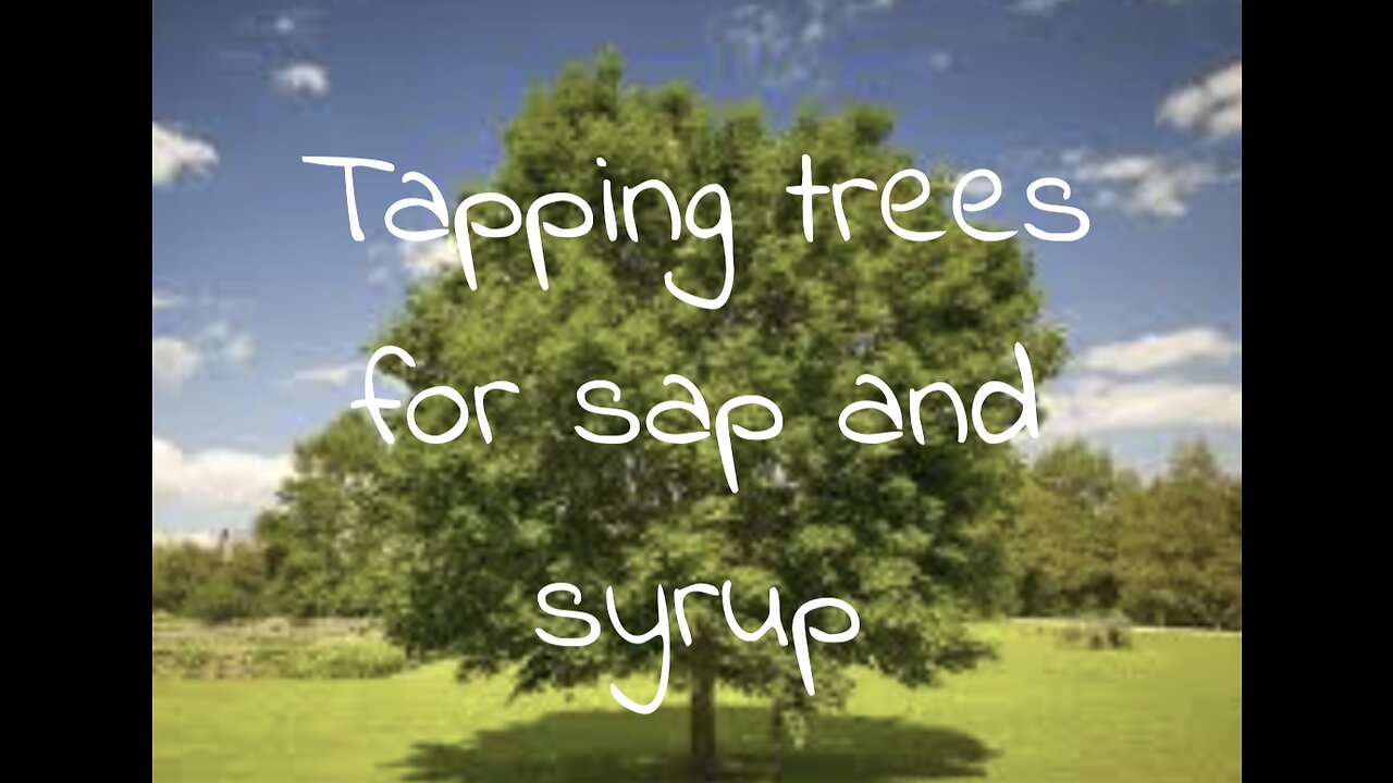 How to tap trees for sap and syrup