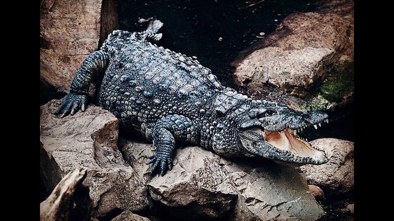 5 Fun Facts About The Mugger Crocodile