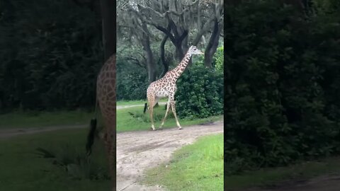 Hungry Hungry Giraffes 🦒🦒 #shorts #animalkingdom #disneyworld #harambe