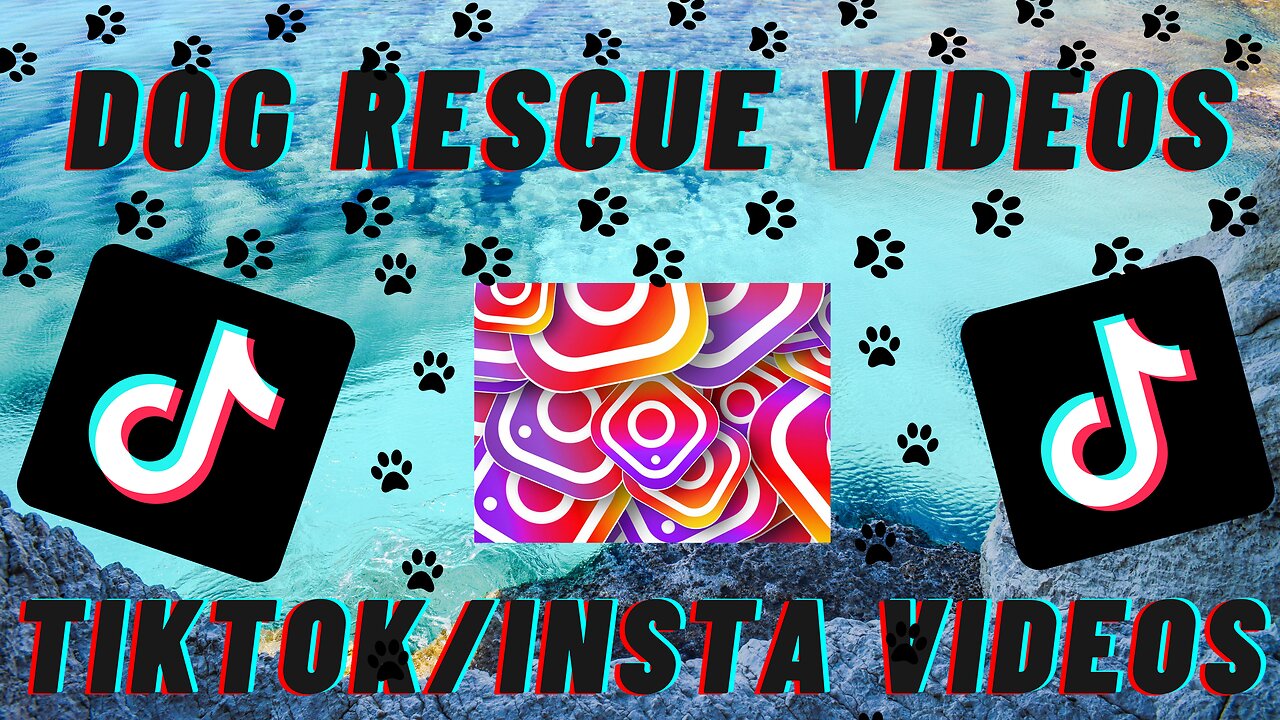 Viral TikTok/Instagram dog rescue videos. Happy new lives for neglected dogs.