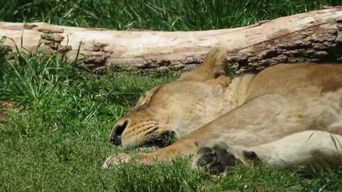 The lions! North Carolina Zoo (Asheboro, NC) - come walk with me, Steve Martin (#3 of 11 videos)